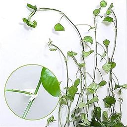 VazzLox 30pcs Plant Climbing Wall Clips Self-Adhesive Money, Vine Plant Climbing Fixing Clip Hook Invisible Plant Clips for Climbers Plant Wall Clips Plant Support Binding Clip-picture-7