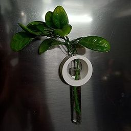 Surji Magnetic Testube planters for Refrigerator, Home Decor Set of 1-image-44