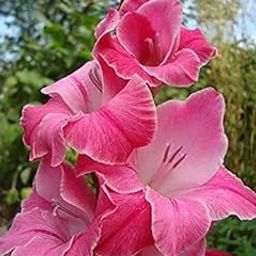 Radha Krishna Agriculture™ Imported Excellent Quality Gladiolus Flower Bulbs for Home Outdoor Gardening Plants Flowering Bulbs Pack of 1 (Gladiolus)-image-11