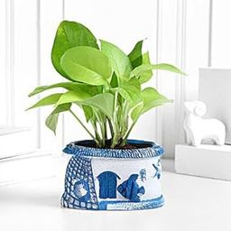 fnp Sea Breeze Money Plant-image-25