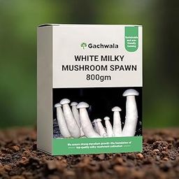 Gachwala White Milky Mushroom Spawn 800gm – First Generation Calocybe Indica Mushroom Seeds, High-Yielding Mycelium Spores, Edible CO2 Variety for Mushroom Growing Kit-picture-4