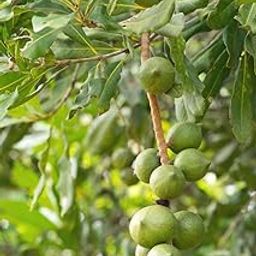 Macadamia plant live (Macadamia integrifolia) " Orginal Australian Variety nut plant 1 Healthy Live Plant | For Home Gardening||-image-23