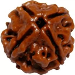 4 mukhi Rudraksha is Original bead Certified, Quality Pure Char Mukhi Rudraksha four Face Chaturmukhi Rudraksha Pendant Chaarmukhee Rudraksha beadX08-image-38
