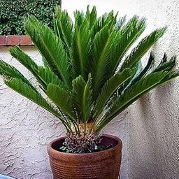Mphmi NCR Perennial Live Plants Cycas Plant, Queen Sago, Cycas circinalis - Plant-image-19