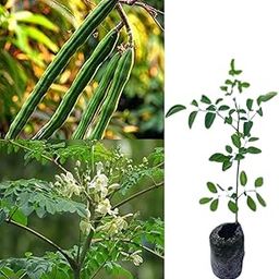 Moringa plant live, Moringa plant dwarf Drumstick all season grafted hybrid dwarf variety pack of 1 live plant-image-43