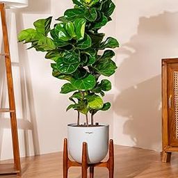 KYARI Ficus Lyrata Fiddle Fig Live Plant with Grey Self Watering Metal Pot without Stand- Extra Large 10 Inch-image-38