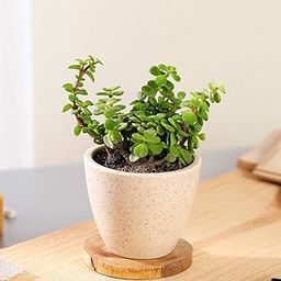 GUUCHUU JADE PLANT WITH DEW WHITE CERAMIC POT (1 POT ONLY WITH LIVE PLANT) INDOOR PLANT-image-24