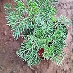 Anuraj farms Live Dhavanam Plant,dhavana plant Fresh Aromatic Herb, Traditional Indian Artemisia-image-48