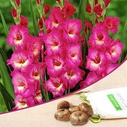 Mphmi Seedless Plant Flower Bulbs Plants Gladiolus (Pink, Yellow) - Bulbs (set of 10)-image-92