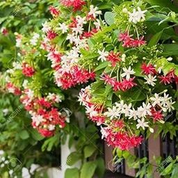 Madhumalti (Dwarf Rangoon Creeper) Live Flowering Plant with Pot | Fast-Growing, Fragrant Vine for Home, Balcony, Terrace & Garden Décor | Hardy, Low-Maintenance Climber"-image-96