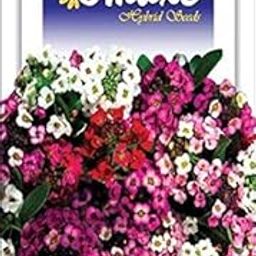 Omaxe Seeds Alyssum Snow Mixed Flower Seeds Kitchen Garden Packet-image-3