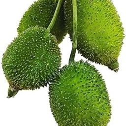 Hybrid Spine Gourd Root Plant Set for Planting | Great for Indoor & Outdoor Gardens (Pack of 6)-image-48