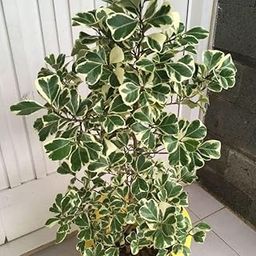Creative Farmer Beautiful Ficus Triangularis White Varigated Yellow Green Color Plant For Indoor Garden (1 Healthy Live Plant) Variegata-image-65