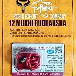 12 Mukhi Nepali Rudraksha Twelve Faced Rudraksha with Certificate Lab Test-picture-31