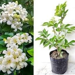 Live Madhu Kamini Flowering Plant, Highly Fragrant Flower Plant Pack of 4, White Fragrant Blooms, 1 Feet Height, Murraya Paniculata Flower Plant-image-34