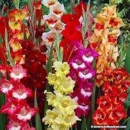 Gladiolus Double Petal Bulbs, Mixed Colours Pack of 15, Summer Flowering Garden Bulbs, 90-120 cm Height, Multi colour Gladious Bulb-image-36