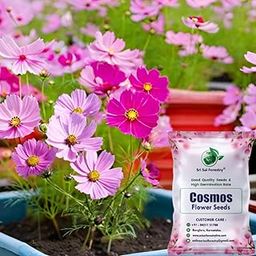SRI SAI FORESTRY Cosmos Flower Seeds – Multi-Color Ornamental Mix for Apartments & Gardens – 100 Seeds Pack-image-68