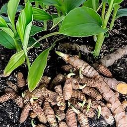 Turmeric Plant Bulbs For Planting,Haldi Seed For Home Garden (Pack Of 10)-image-28