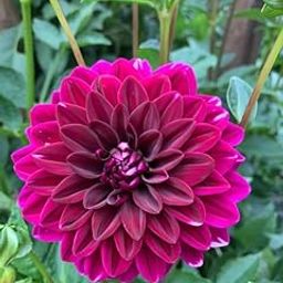 Oakwood Farms ® Imported Dahlia Dark Pink Color Flower Bulbs For Your Garden (Pack Of 1 Bulbs).-image-63