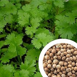 GROW DELIGHT Coriander (Dhania) (980+ Seeds) Vegetable Seeds for Home Garden, Organic & Hybrid, Perfect for Home Gardening, Planting For Pots and Patio-image-11