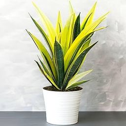 Snake plant indoor live plant large size Pack of 1 with pot-picture-10