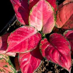 Live Pink Aglaonema Plant, Chinese Evergreen Indoor Houseplant, Decorative Potted-image-56