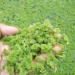 Azolla seeds 1500 seeds-31
