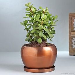 Growing Plants Air Purifying Good Luck Jade Live Indoor Plant For Home/Office Décor & For Birthday Gift, Anniversary Gift, Mother's Day Gift, Diwali Gift, Father's Day Gift With Black Plastic Pot-image-100