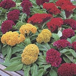 Celosia Mix Flower_Pack of 50 seeds-image-22