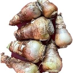 Spider lilly |Amaryllis lily | Hippeastrum puniceum | Barbados Lily Bulbs (7 Bulb Seeds)-image-82