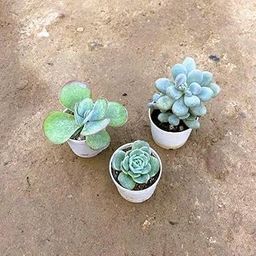 Mphmi Home Live Flower Plants Set of 3 - Kalanchoe, Moonstone & Echeveria Rose Succulent in 3 Inch Pune Nursery Plant Pot-image-85