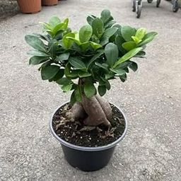Mphmi NCR Perennial Live Plants Ficus Bonsai - Plant-image-84