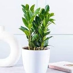 ZZ plant indoor live plant big, Zamia Air Purifer Plant Pack of 1 Live plant (Zamioculcas Zamiifolia)-image-108