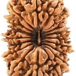 19 मुखी रुद्राक्ष Natural Unnis Mukhi Rudraksha With Silver Pendant Original 19 Mukhi Rudraksha Brown Bead Nineteen|19 Face Rudraksha With Certificate For Women-32