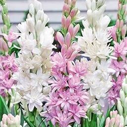 LIVE GREEN Tuberose/Rajnigandha Mixed Flower SET Of 4 Bulbs New Quality , White, (TUBEROSE020)-image-15