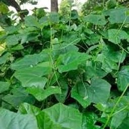 Pencil ivy gourd live plant (Pack of 1)-image-55