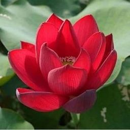 All Season Most Beautiful Red Water Lotus(Pack Of-1)/Water Kamal/Water Lily Plant (TUBER) Original Hybrid Veriety Blloming With In 30 Days For Outdoor & Indoor Live Plant.-image-82