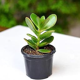 Original Kuberakshi (Crassula Ovata) Vastu Plant | Jade Live Plant | Lucky Plant With Pot | Good Luck Plant | Indoor Plant | (BLACK SS)-image-61