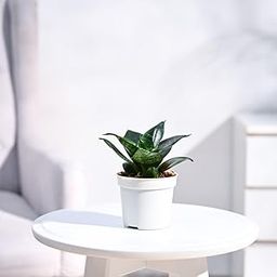 Ugaoo Sansevieria Green Air Purifier Snake Live Plant With Grow Pot-image-64