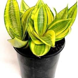 Golden dwarf sansiveria Snake Plant for indoor | Purifies air | Boost Health for office, balcony, living room & bedroom.-image-14