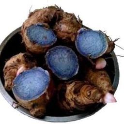 Original Satisfying Kali Haldi Live Plant - Fresh, 500 Gram-image-25