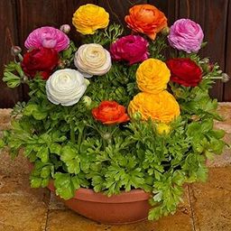 Ranunculus Plant live with Pots Pack of 3 Bulbs BY Zabbus Mix Color-image-2