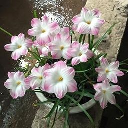 Plantopia Rain lily flower bulbs for planting home gardening pack of 20 bulbs (SOFT PINK WITH WHITE),PP_31-image-18