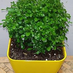Punarnava ficus bonsai plant (Pack of 2 With pot)-image-16
