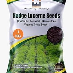 Numinous Hedge Lucerne/Velimasal/Dashrath/Desmanthus Virgatus Grass Fodder Seeds - 1 KG-image-79