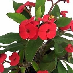 Euphorbia Milii AGZQ01-picture-10