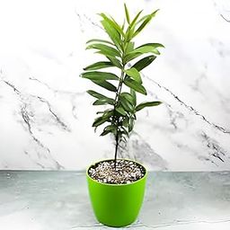 All Spice Plant Sarva Sugandhi Plant Wondering plant combined the flavour of Cinnamon, Nutmeg and Clove Plant Live Healty Plant "Kerala Variety" (Pack of 1)-image-90