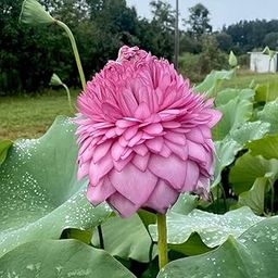 Aquatic plant Pink Thousand Petals Lotus Nelumbo nucifera 20 Fresh Seeds Pack-image-38