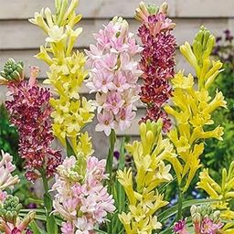 Tube rose plants different colour fragrance double petal all season hybrid Pack of 10 Multicolour Bulbs-image-39