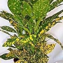 JooGTooK Croton Indoor Live Plant || Lemon Croton || for Home Decoration as Well Natural Air Purification || Pack of 1.-image-35